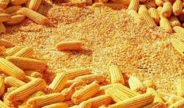 速食玉米爆料视频播放在线观看,独家爆料视频在线观看